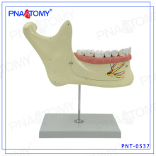 PNT-0537 Modèle dentaire élargi de mâchoire inférieure